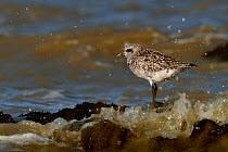 Grey plover (Pluvialis squatarola) on shore, Bourgneuf bay, West France, October