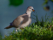 Eurasian collared dove (Streptopelia decaocto) feeding, in grass, West France, December