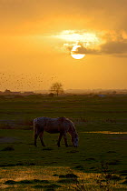 Horse grazing on Breton marsh at sunrise, West France