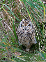 Short eared owl (Asio flammeus) in grass, Breton marsh, West France, January