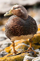 Falkland Flightless Steamer Duck (Tachyeres brachypterus) adult portrait, endemic, West Point Island, Falkland Islands