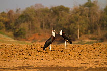Woolly necked storks (Ciconia episcopus) pair standing together, Satpura National Park, Madya Pradesh, India