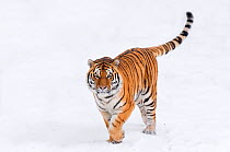 Siberian tiger (Panthera tigris altaica) walking in snow, captive
