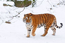 RF- Siberian tiger (Panthera tigris altaica) walking in snow, captive. (This image may be licensed either as rights managed or royalty free.)
