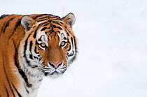 Siberian tiger (Panthera tigris altaica) head portrait, captive