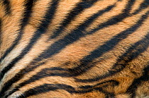 Sumatran tiger (Panthera tigris sumatrae) close up of skin patterns, captive