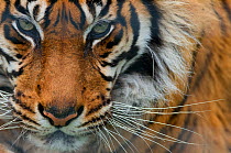 RF- Sumatran tiger (Panthera tigris sumatrae) close-up head portrait, captive. (This image may be licensed either as rights managed or royalty free.)
