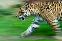 Jaguar (Panthera onca) walking profile, blurred motion, captive