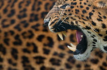 Sri Lanka leopard (Panthera pardus kotiya) snarling profile, captive