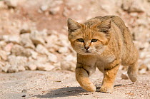 Sand Cat (Felis margarita) walking portrait, captive
