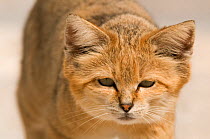 Sand Cat (Felis margarita) head portrait, captive