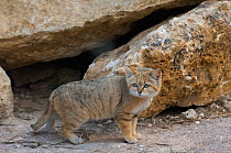 Sand Cat (Felis margarita) standing profile, captive