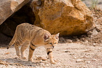 Sand Cat (Felis margarita) walking profile, captive