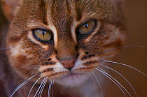 Rusty spotted cat (Prionailurus / Felis rubiginosus phillipsi) head portrait, from Sri Lanka, captive