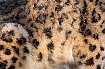 Snow leopard (Panthera uncia) close up of skin/pelt, captive