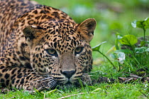 Sri Lanka leopard (Panthera pardus kotiya) resting on groun, captive