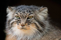 Pallas' cat (Otocolobus manul) head portrait, captive