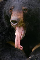 Asiatic black / Moon bear (Ursus thibetanus) head portrait with tongue hanging out, captive