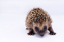 Hedgehog (Erinaceus europaeus) young orphan at rescue centre, captive
