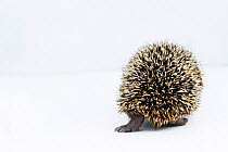 Hedgehog (Erinaceus europaeus) rear view of young orphan at rescue centre, captive