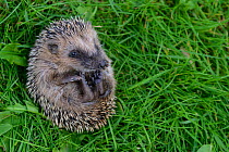 Hedgehog (Erinaceus europaeus) young orphan on back at rescue centre, captive