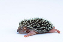 Hedgehog (Erinaceus europaeus) one week old orphan at rescue centre, captive