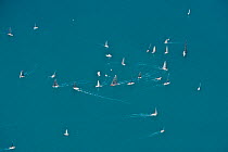 Aerial view of Hamilton Island sailing race, off the coast of Queensland, Australia, August 2011