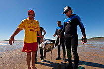 Communal effort from Bowen Surf Lifesaver Club Captain Trevor Armstrong, Sea Turtle Foundation Project Manager Julie Traweek and JCU volunteers bring a big green turtle (Chelonia mydas) to shore for t...
