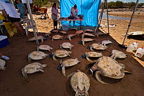 Green turtles (Chelonia mydas) with heads covered to calm them down. Turtles lined up and ready for scientific data gathering, Bowen, Queensland, Australia, May 2011