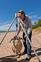 Dr. Ellen Ariel, marine virologist weighs a green turtle (Chelonia mydas) to gather scientific data from it. Bowen, Queensland, Australia, May 2011