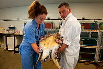 James Cook University vet and student hold on to green turtle (Chelonia mydas) they named Roxy with severe case of fibropapillomas.Townsville, Queensland, Australia, August 2011