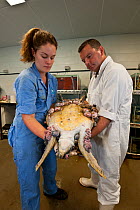 James Cook University vet and student hold on to green turtle (Chelonia mydas) they named Roxy with severe case of fibropapillomas. Townsville, Queensland, Australia, August 2011