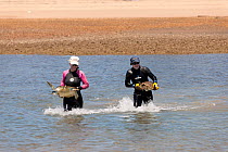 Dr. Ellen Ariel and Kathy La Fauce both from James Cook University bring newly caught green turtles (Chelonia mydas) in to dry land for scientific research. Townsville, Queensland, Australia, August 2...