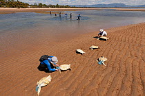 Volunteers cover the heads of newly caught green turtles with a pouch to calm them down while others sieve the water puddles for more turtles. Townsville, Queensland, Australia, August 2011