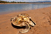 Starving Green turtle (Chelonia mydas) overgrown with algae and barnacles. With the loss of seagrass beds due to floods and cyclone damage, turtles are starving all along the coast of North Queensland...
