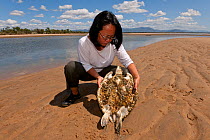 Stella Chiu Freund holds a staving green turtle (Chelonia mydas) overgrown with algae and barnacles. With the loss of seagrass beds due to floods and cyclone damage, turtles are starving all along the...