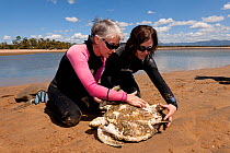 Dr. Ellen Ariel examing starving Green turtle (Chelonia mydas). With the loss of seagrass beds due to floods and cyclone damage, turtles are starving all along the coast of North Queensland. Townsvill...