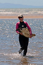 Dr. Ellen Ariel of James Cook University carries a newly caught green turtle (Chelonia mydas) for research data gathering, Townsville, Queensland, Australia, August 2011