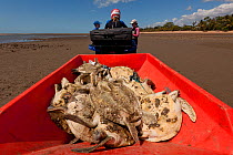 Newly caught green turtles (Chelonia mydas) are placed in the quad bike to be brought to shore for the research activity, many covered in barnacles and algae. Townsville, Queensland, Australia, August...