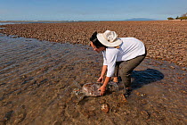 Stella Chiu Freund releases a healthy green turtle (Chelonia mydas) back to the sea after it has undergone data gathering from JCU research team. Townsville, Queensland, Australia, August 2011