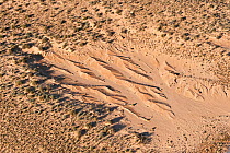 Aerial of sand dunes of Simpson Desert Regional Reservesand dunes, South Australia, June 2011