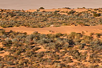 Aerial of sand dunes in Simpson Desert Regional Reserve, with unusually thick vegetation. South Australia, June 2011