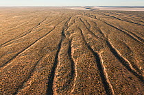 Aerial of sand dunes of Simpson Desert Regional Reserve. South Australia, June 2011