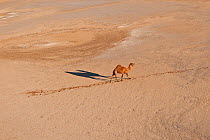 Aerial of a solitary Dromedry camel (Camelus dromedarius) crossing a claypan in the Simpson Desert Regional Reserve. An estimate of 1.5 million wild camels roam the desert outback of Australia. South...