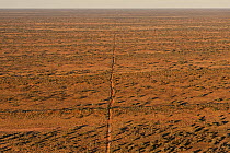 Aerial of sand dunes covered in vegeation, Simpson Desert Regional Reserve. The dunes of the Simpson Desert very rarely get vegetation this thick, South Australia, June 2011