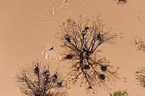 Nesting cormorants (Phalcocorax sp) and darters (Anhinga novaehollandiae) with eggs, in trees flooded by Lake Machattie, Queensland, Australia, June 2011