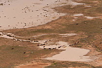 Aerial of Cattle grazing on flooded land, Birdsville, Queensland, Australia, June 2011