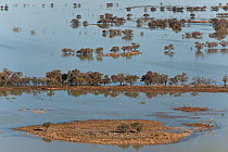Aerial of Flooded Strzelecki Desert approaching Coongie Lakes National Park, South Australia, June 2011