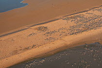 Aerial view of the flooded Lake Eyre with Ibis Island full of breeding water birds possibly banded stilts (Cladorhynchus leucocephalus) or red-necked avocets (Recurvirostra novaehollandiae) South Aust...