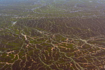 Aerial of Goyder Lagoon, part of the Strzelecki Desert in the far north eastern part of South Australia with many streams that have turned a once dry desert into hundreds of square kilometres of rich...